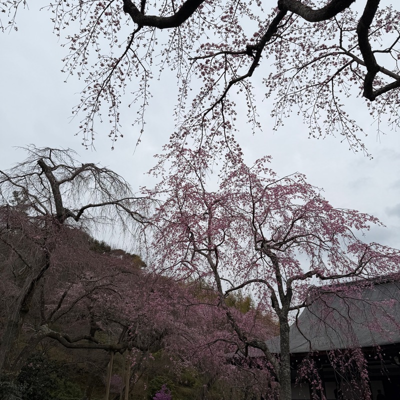Cherry Blossoms
