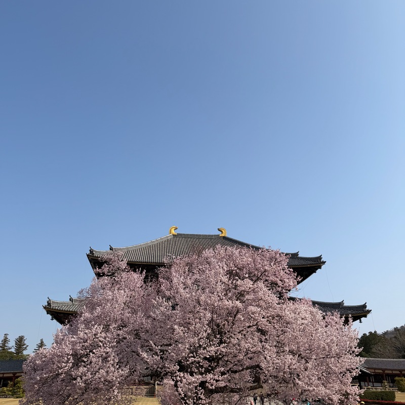 Cherry Blossoms