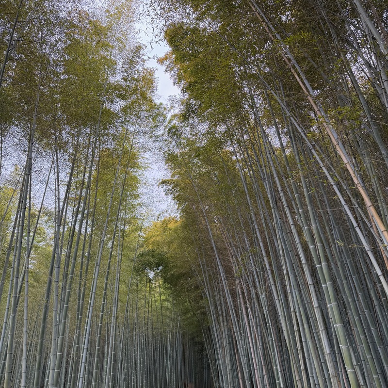 Bamboo